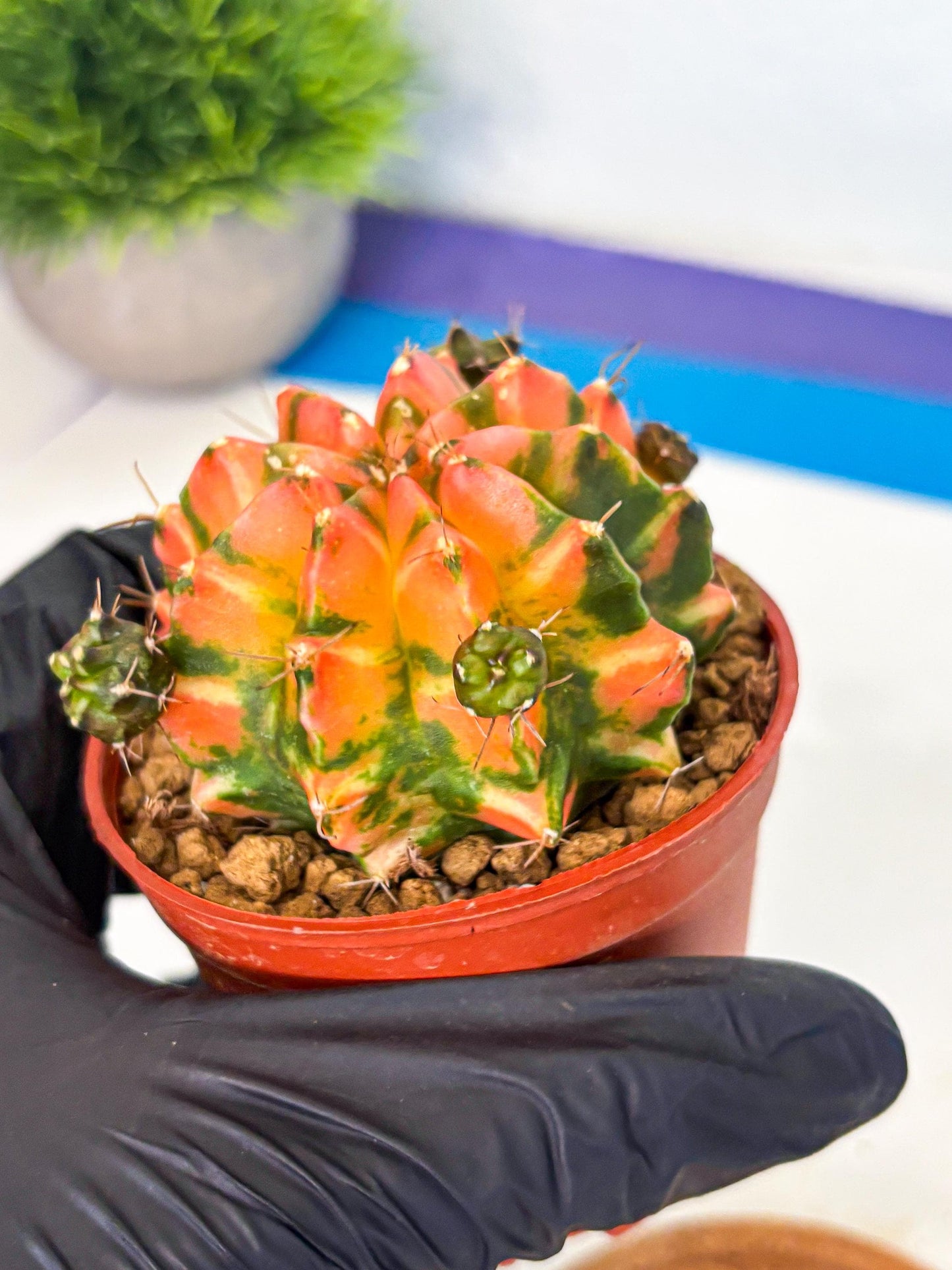 Gymnocalycium Dalah (gy7) (r6) | Rare Hybrids
