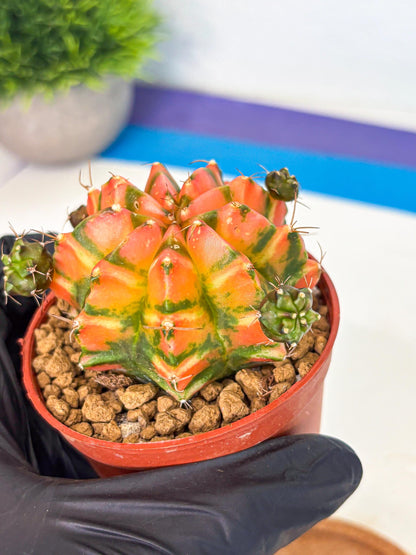 Gymnocalycium Dalah (gy7) (r6) | Rare Hybrids