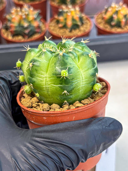Gymnocalycium Green Marble (gy7) (g1) | Hybrid Cactus