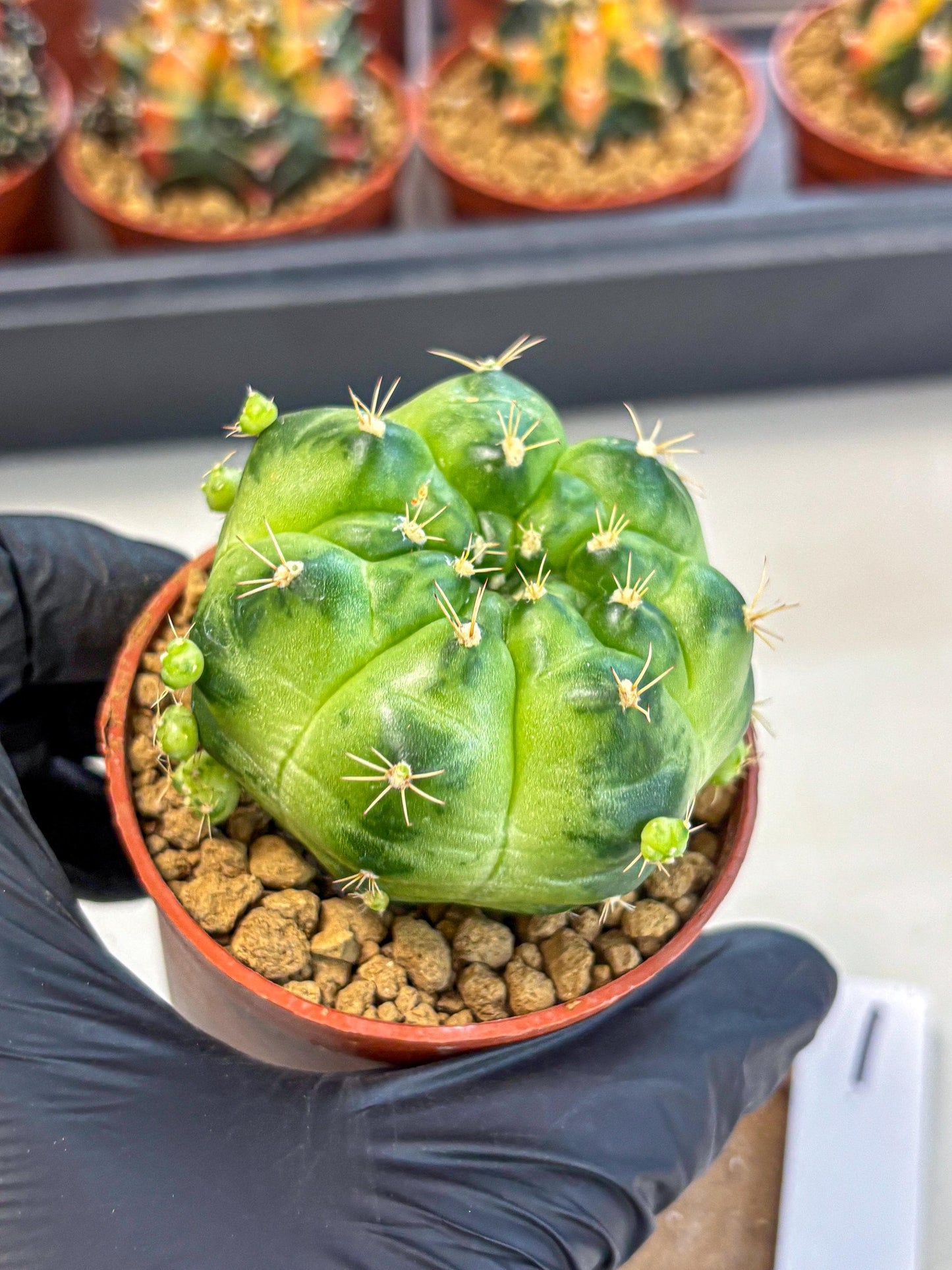 Gymnocalycium Green Marble (gy7) (g1) | Hybrid Cactus