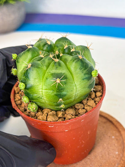Gymnocalycium Green Marble (gy7) (g1) | Hybrid Cactus