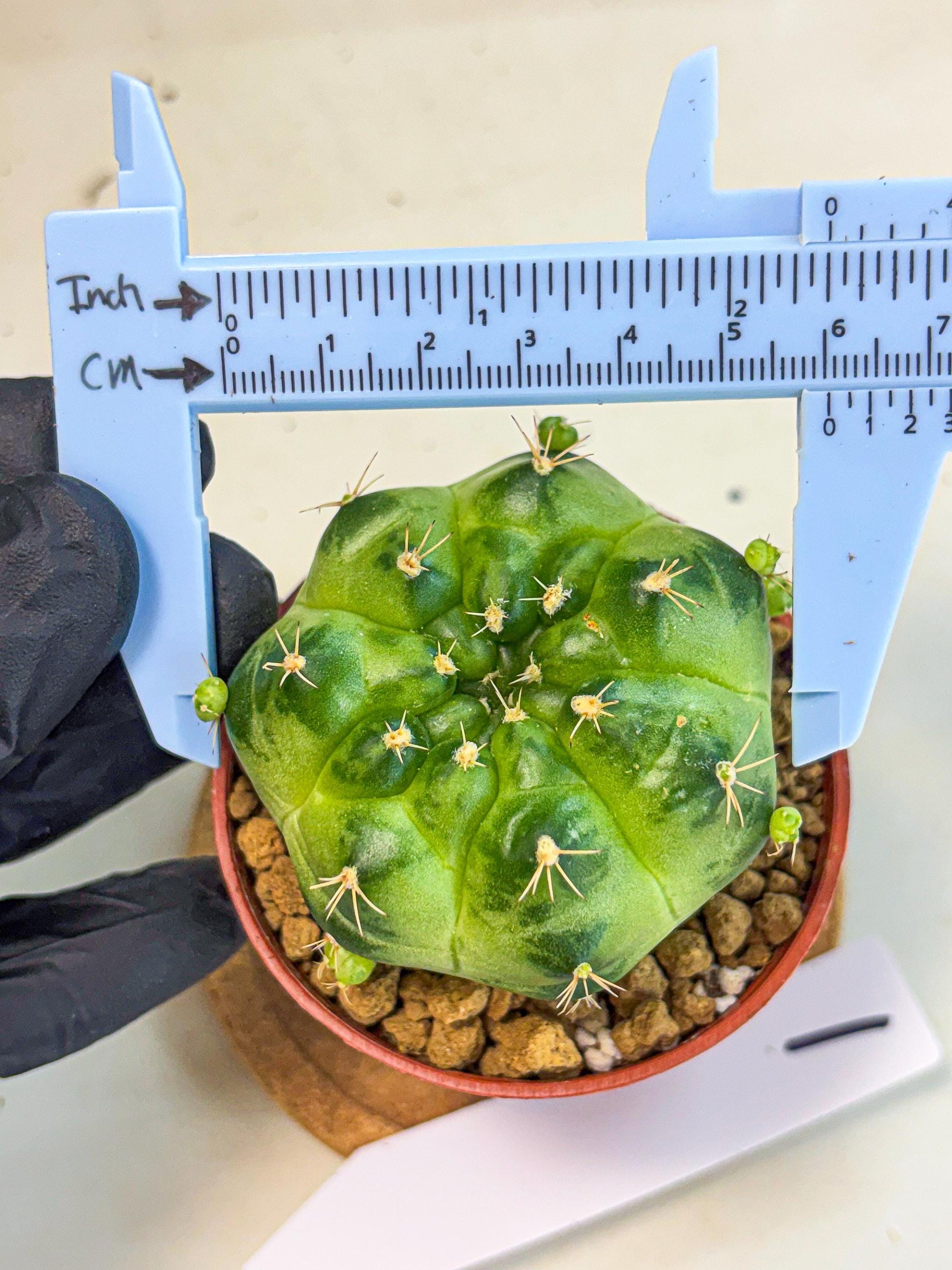 Gymnocalycium Green Marble (gy7) (g1) | Hybrid Cactus