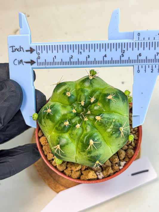 Gymnocalycium Green Marble (gy7) (g1) | Hybrid Cactus