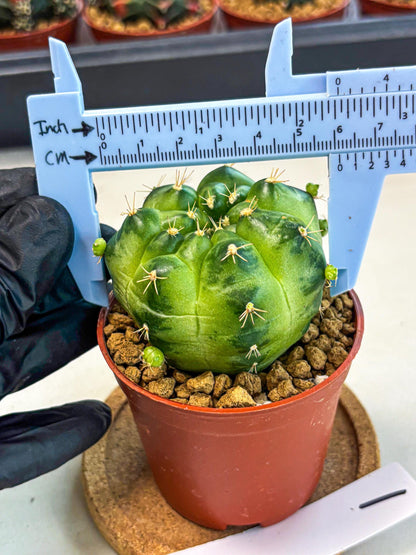 Gymnocalycium Green Marble (gy7) (g1) | Hybrid Cactus