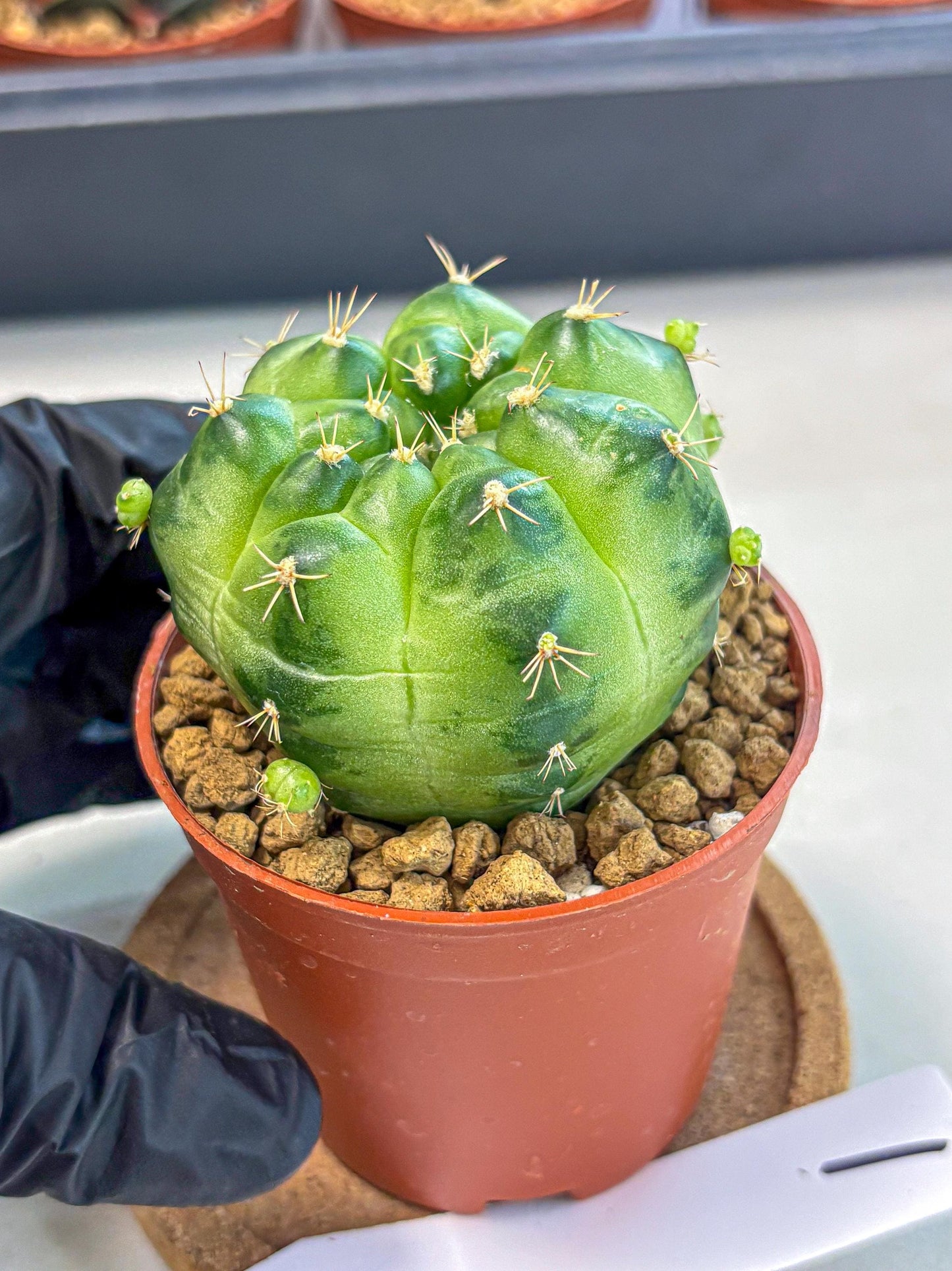 Gymnocalycium Green Marble (gy7) (g1) | Hybrid Cactus