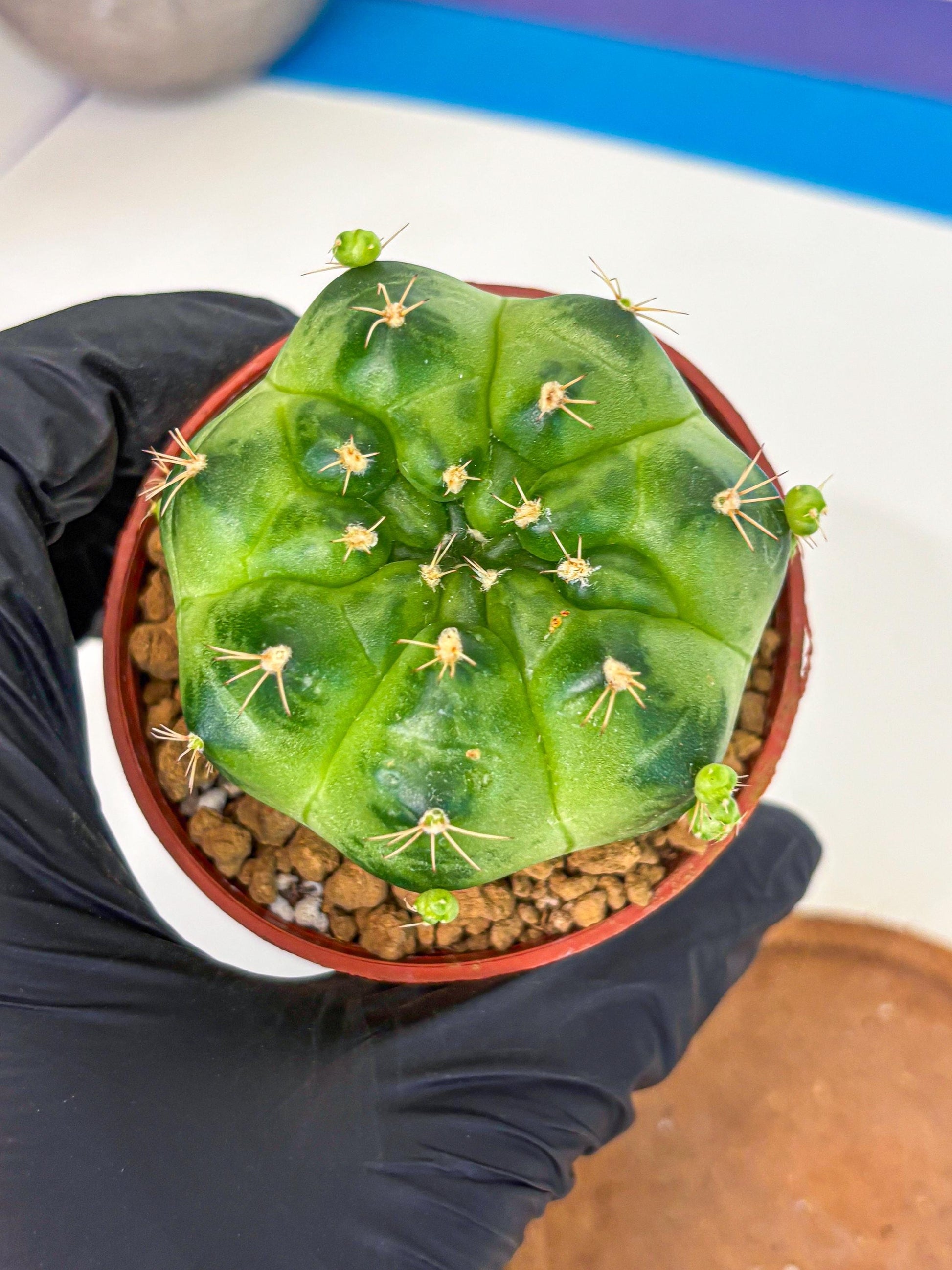 Gymnocalycium Green Marble (gy7) (g1) | Hybrid Cactus