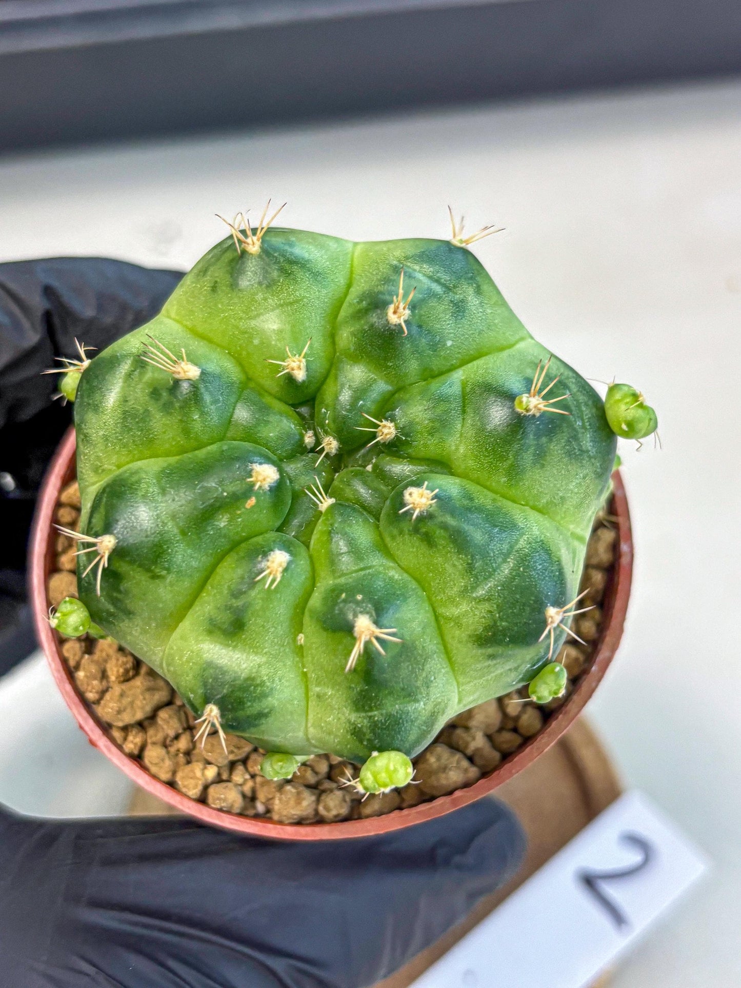 Gymnocalycium Green Marble (gy7) (g2) | Hybrid Cactus