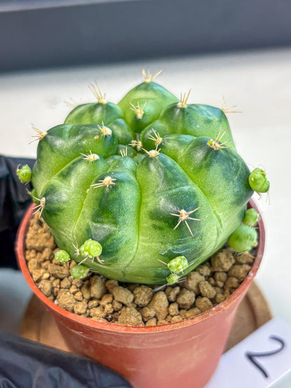 Gymnocalycium Green Marble (gy7) (g2) | Hybrid Cactus
