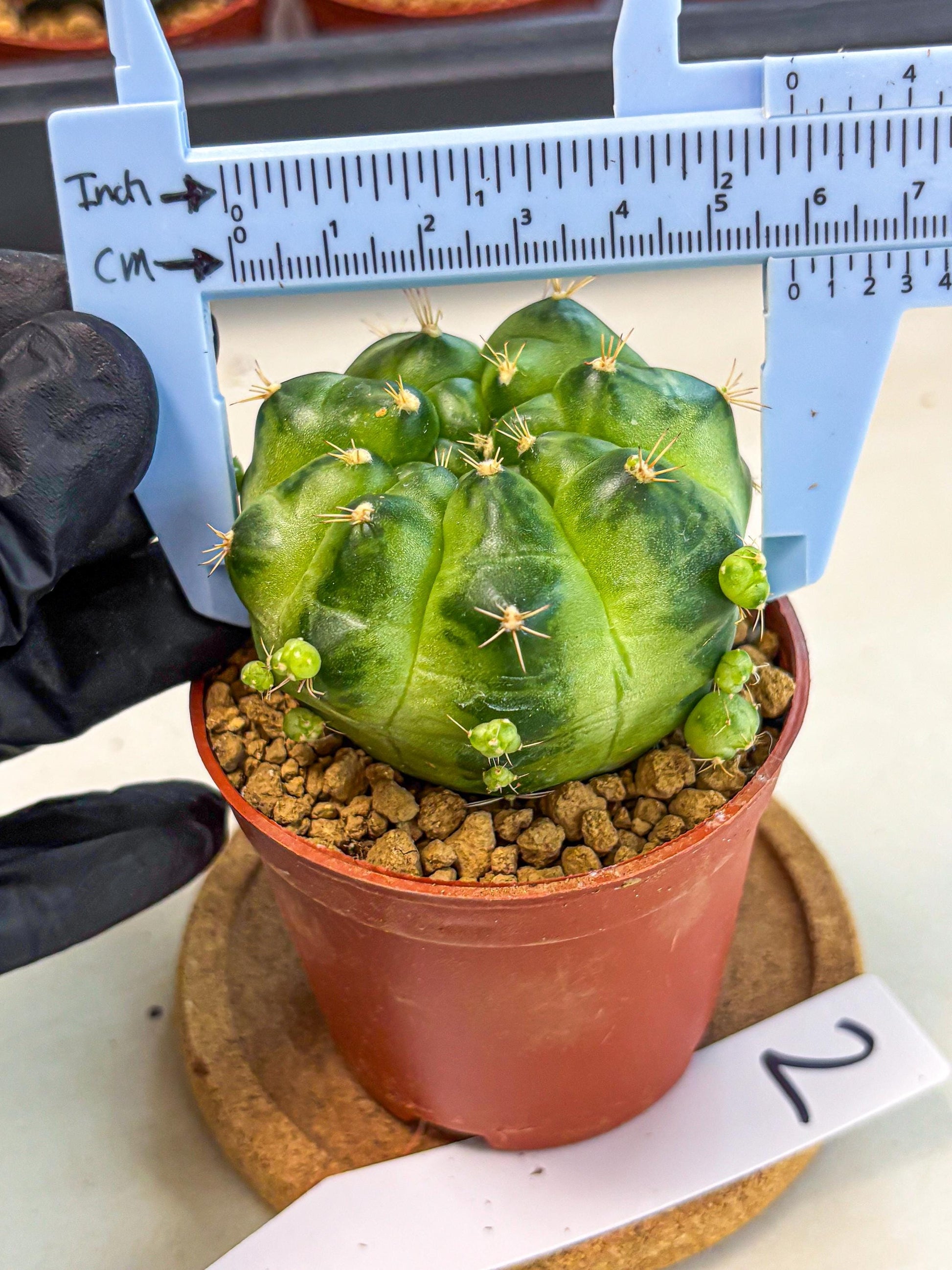 Gymnocalycium Green Marble (gy7) (g2) | Hybrid Cactus
