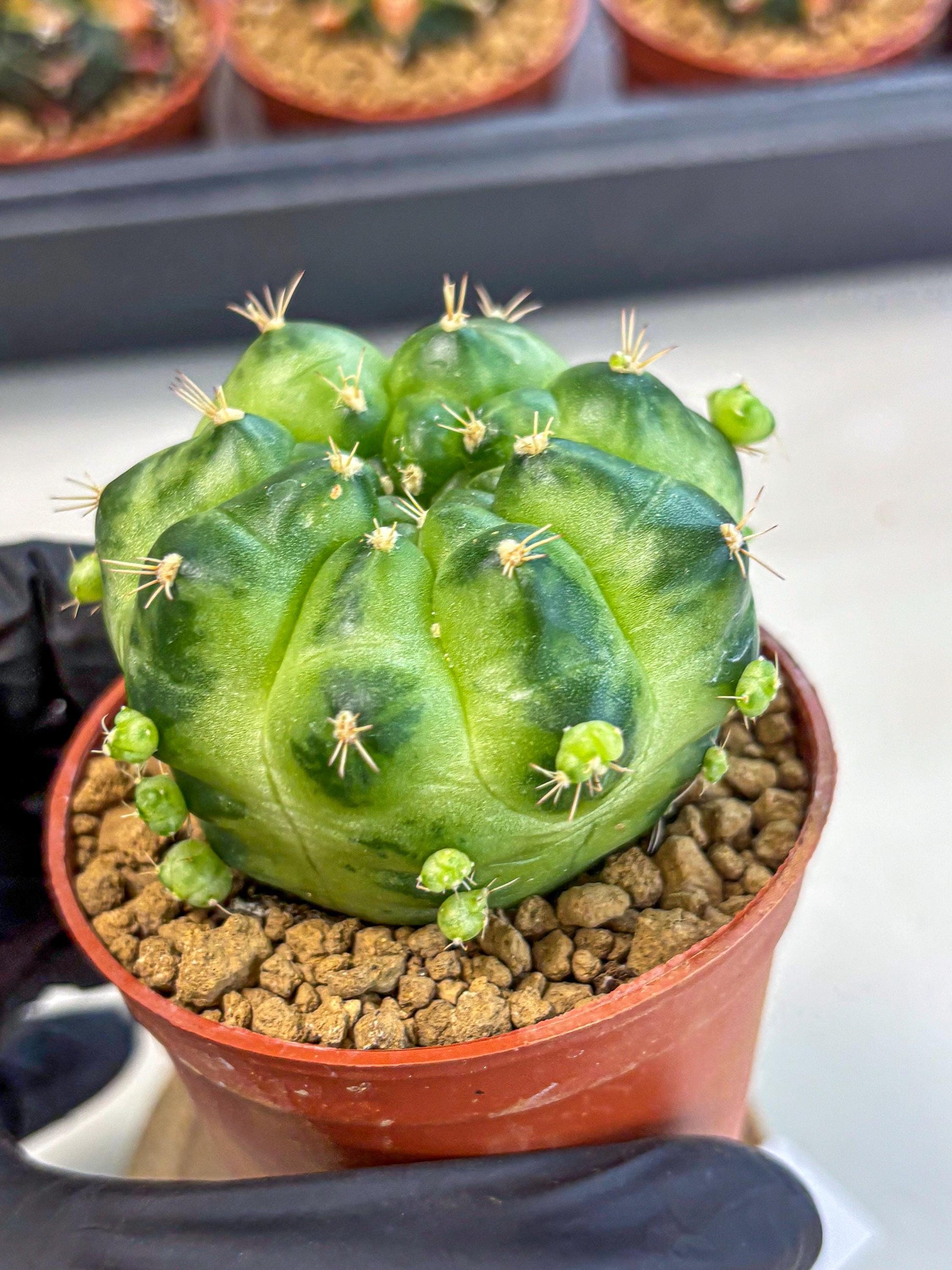 Gymnocalycium Green Marble (gy7) (g2) | Hybrid Cactus