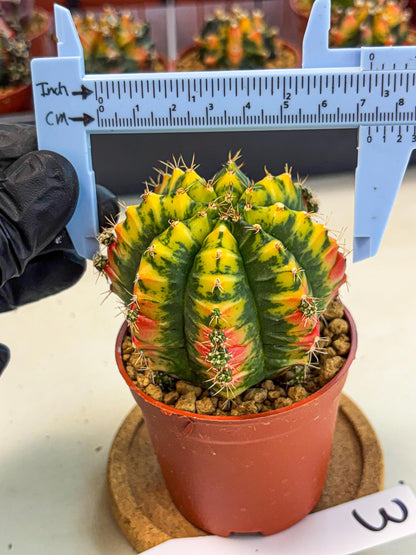Gymnocalycium Mandarin (gy7) (g3) | Rare Hybrid cactus