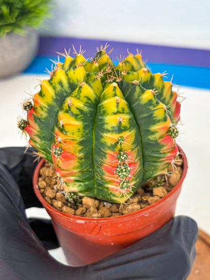 Gymnocalycium Mandarin (gy7) (g3) | Rare Hybrid cactus