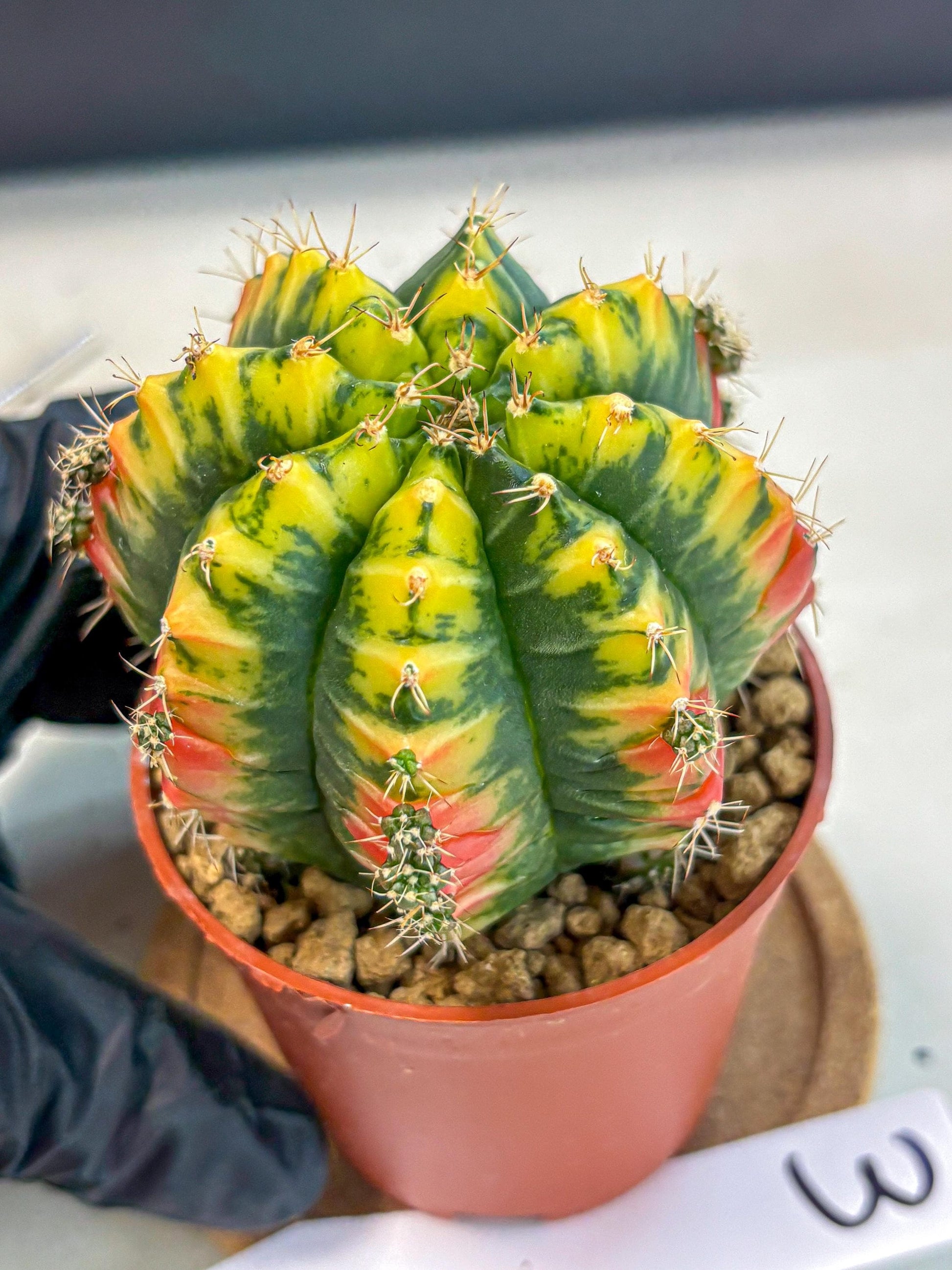 Gymnocalycium Mandarin (gy7) (g3) | Rare Hybrid cactus