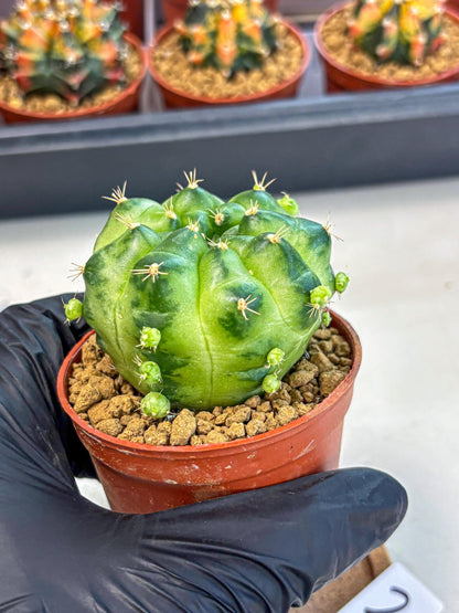 Gymnocalycium Green Marble (gy7) (g2) | Hybrid Cactus