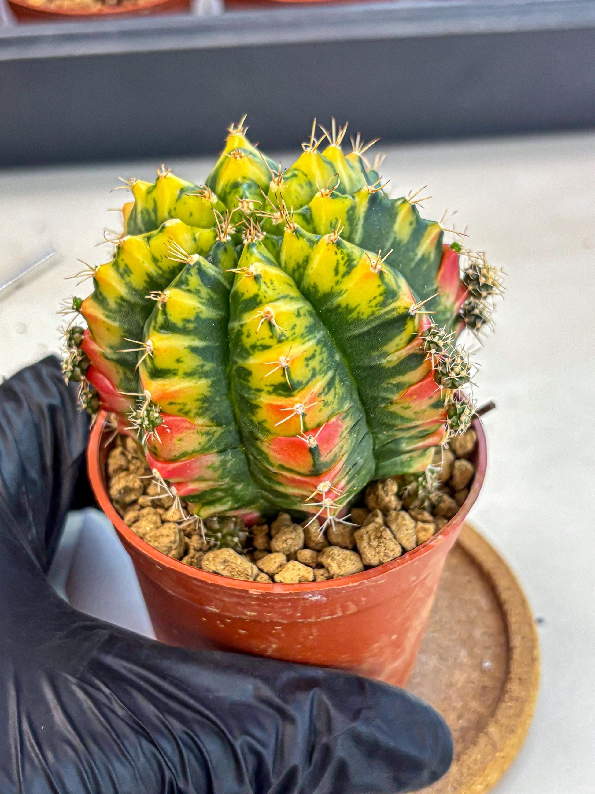 Gymnocalycium Mandarin (gy7) (g3) | Rare Hybrid cactus