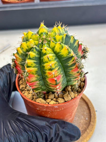Gymnocalycium Mandarin (gy7) (g3) | Rare Hybrid cactus