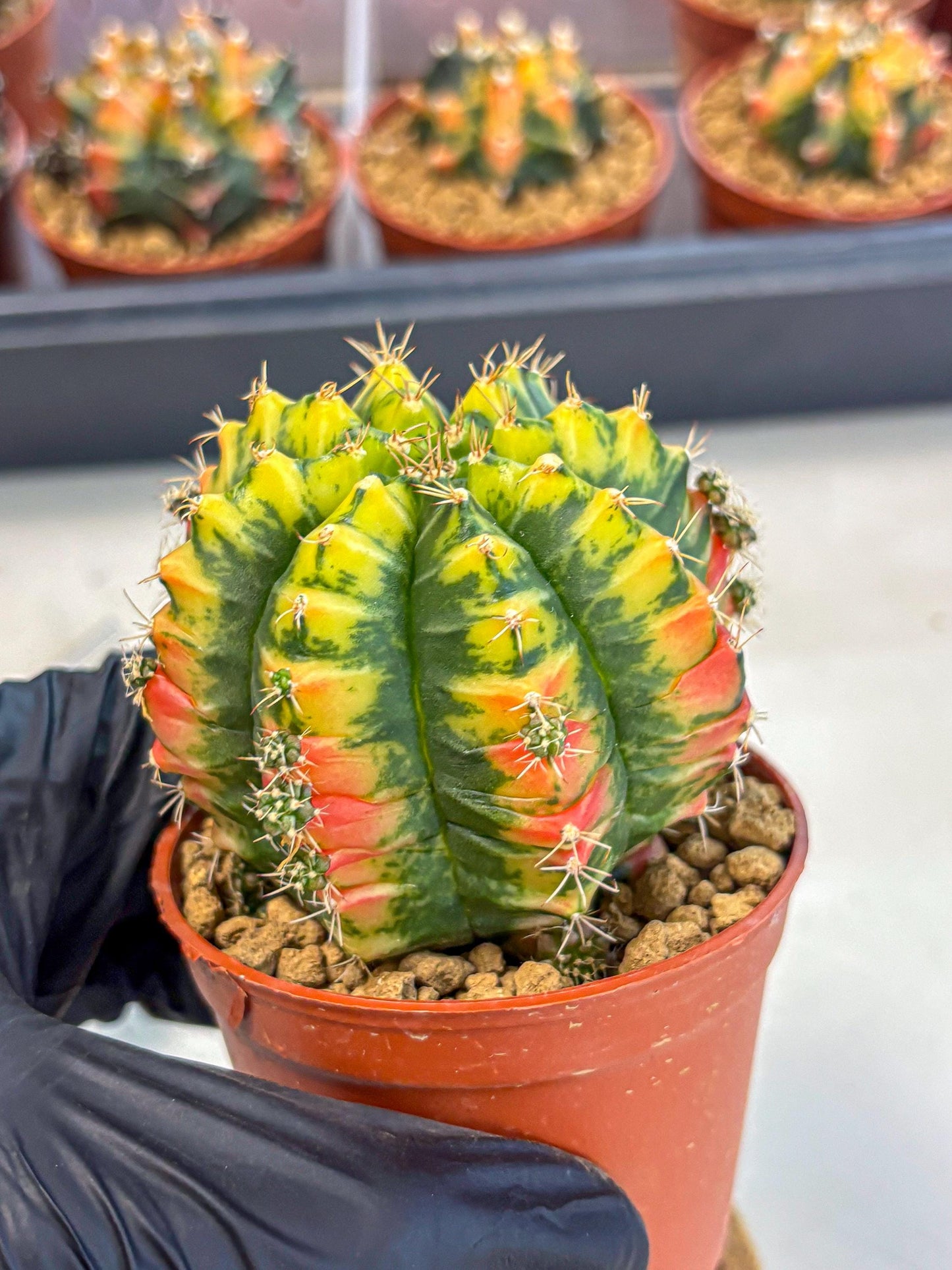 Gymnocalycium Mandarin (gy7) (g3) | Rare Hybrid cactus