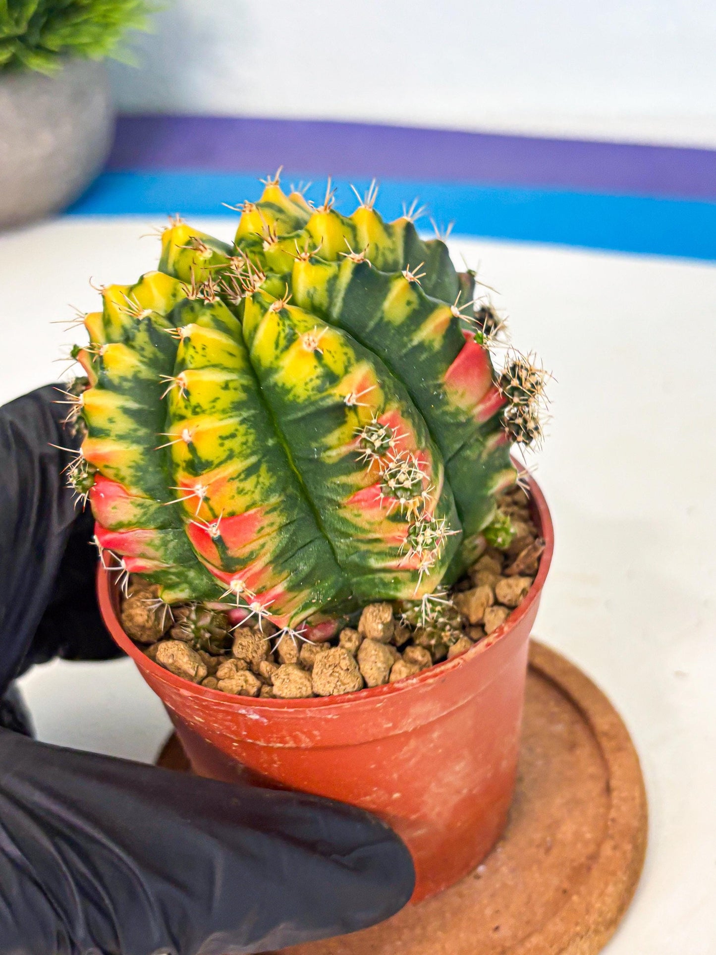 Gymnocalycium Mandarin (gy7) (g3) | Rare Hybrid cactus