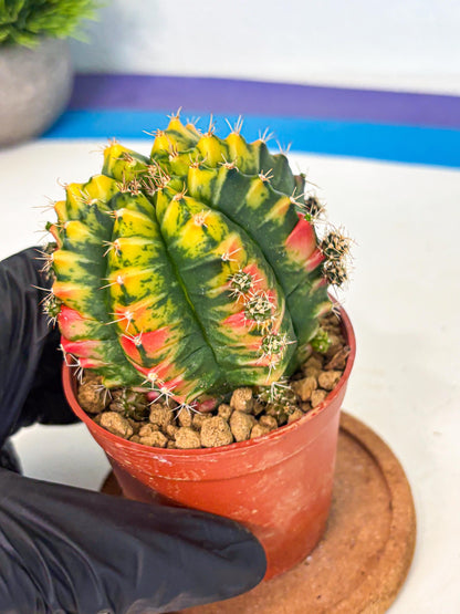 Gymnocalycium Mandarin (gy7) (g3) | Rare Hybrid cactus