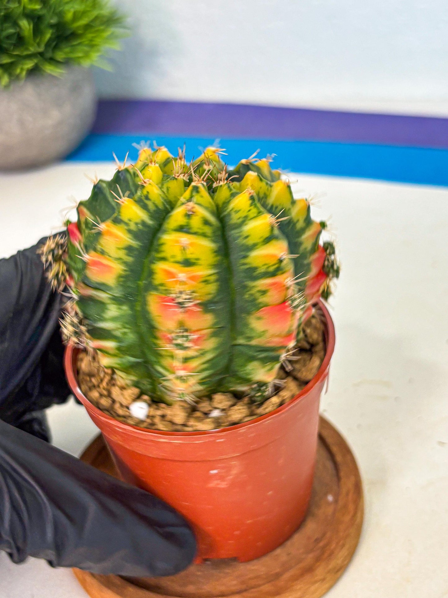 Gymnocalycium Mandarin (gy7) (g3) | Rare Hybrid cactus