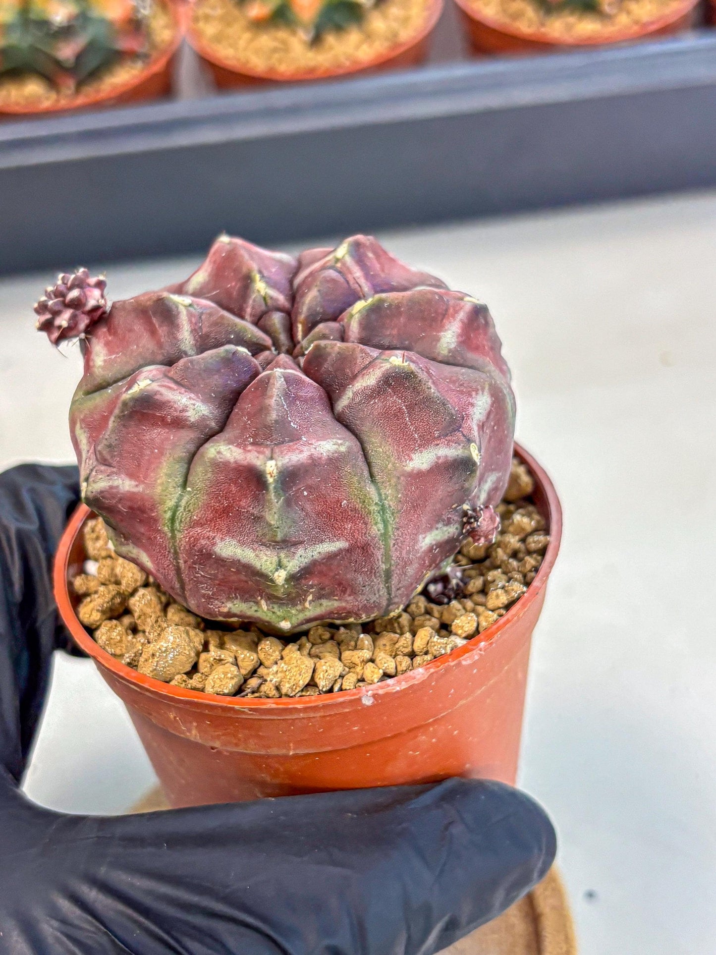 Gymnocalycium Daydream (gy7) (g5) | Rare Hybrids