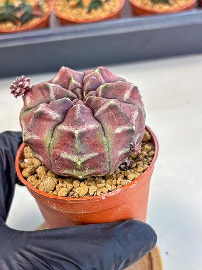 Gymnocalycium Daydream (gy7) (g5) | Rare Hybrids