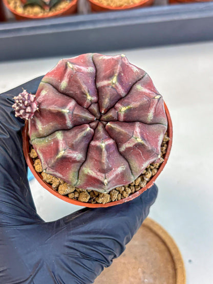 Gymnocalycium Daydream (gy7) (g5) | Rare Hybrids