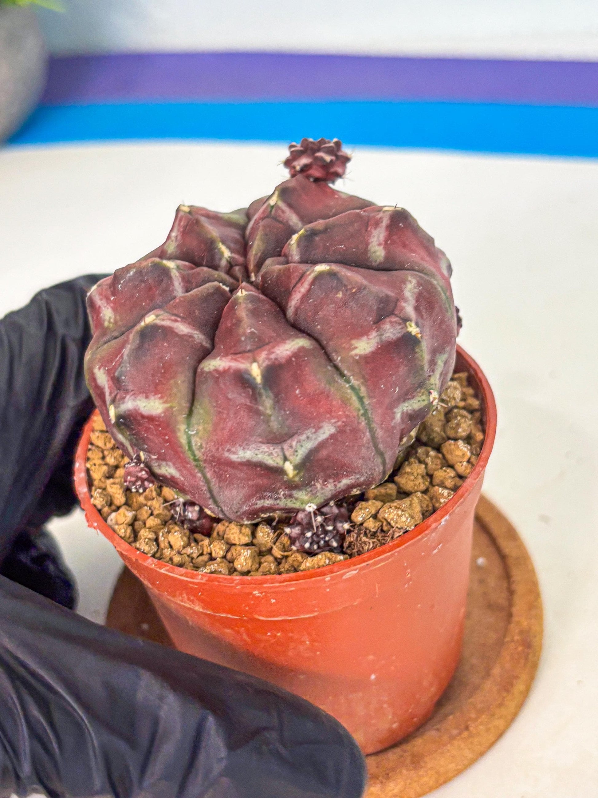 Gymnocalycium Daydream (gy7) (g5) | Rare Hybrids