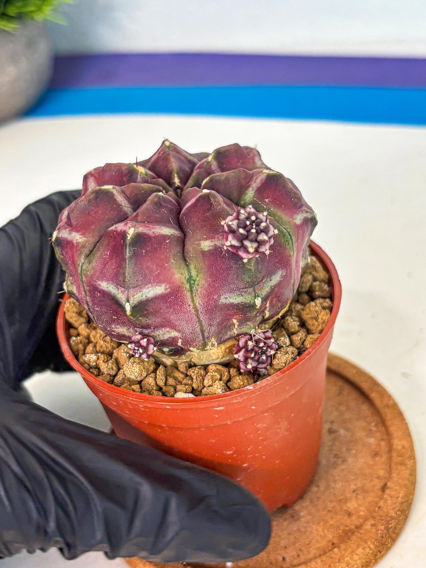 Gymnocalycium Daydream (gy7) (g5) | Rare Hybrids