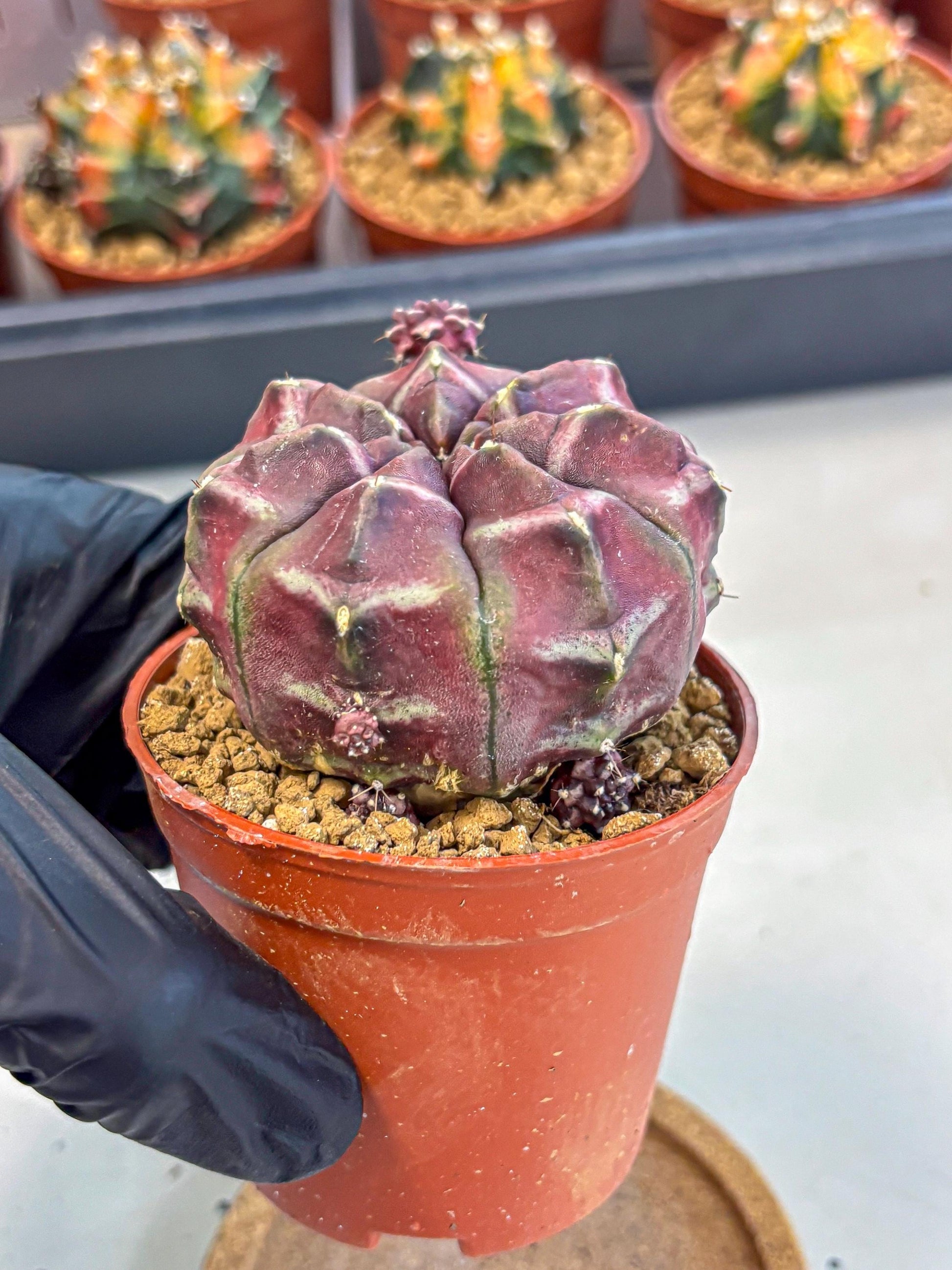 Gymnocalycium Daydream (gy7) (g5) | Rare Hybrids