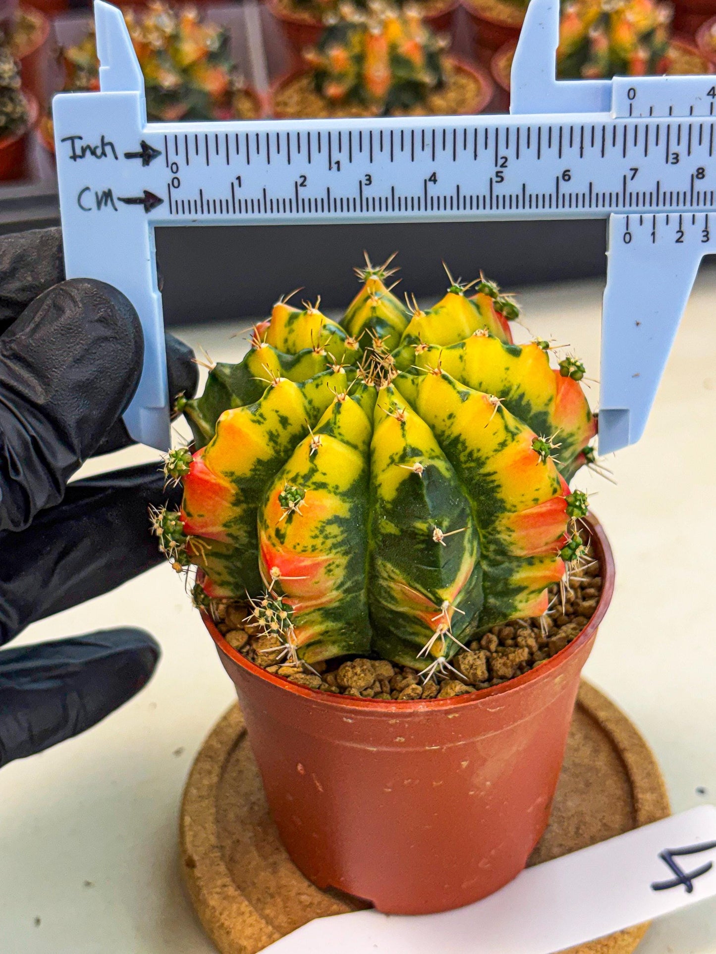 Gymnocalycium Mandarin (gy7) (g4) | Rare Hybrid cactus