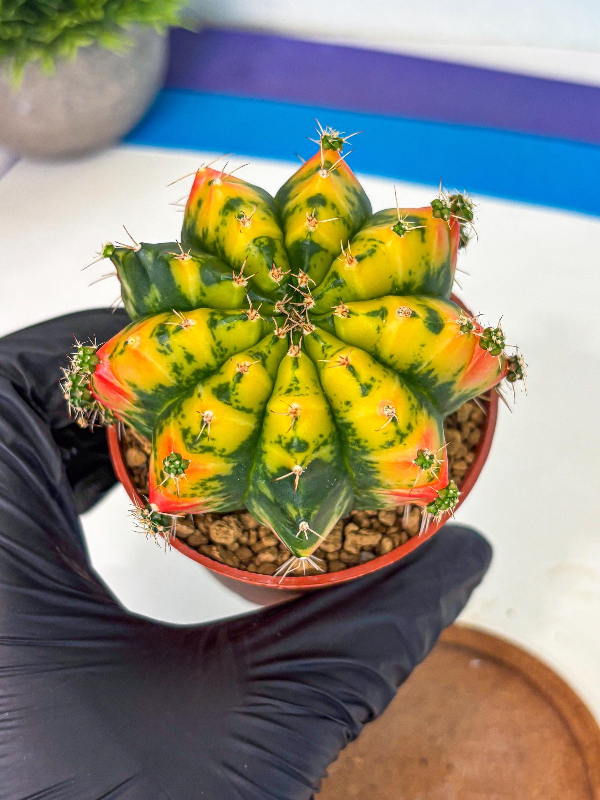 Gymnocalycium Mandarin (gy7) (g4) | Rare Hybrid cactus