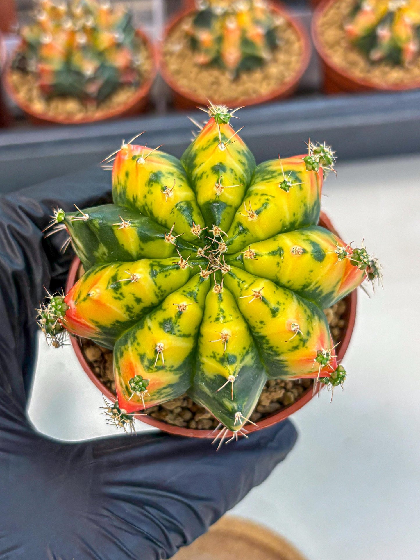 Gymnocalycium Mandarin (gy7) (g4) | Rare Hybrid cactus