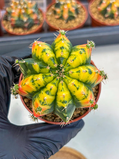 Gymnocalycium Mandarin (gy7) (g4) | Rare Hybrid cactus
