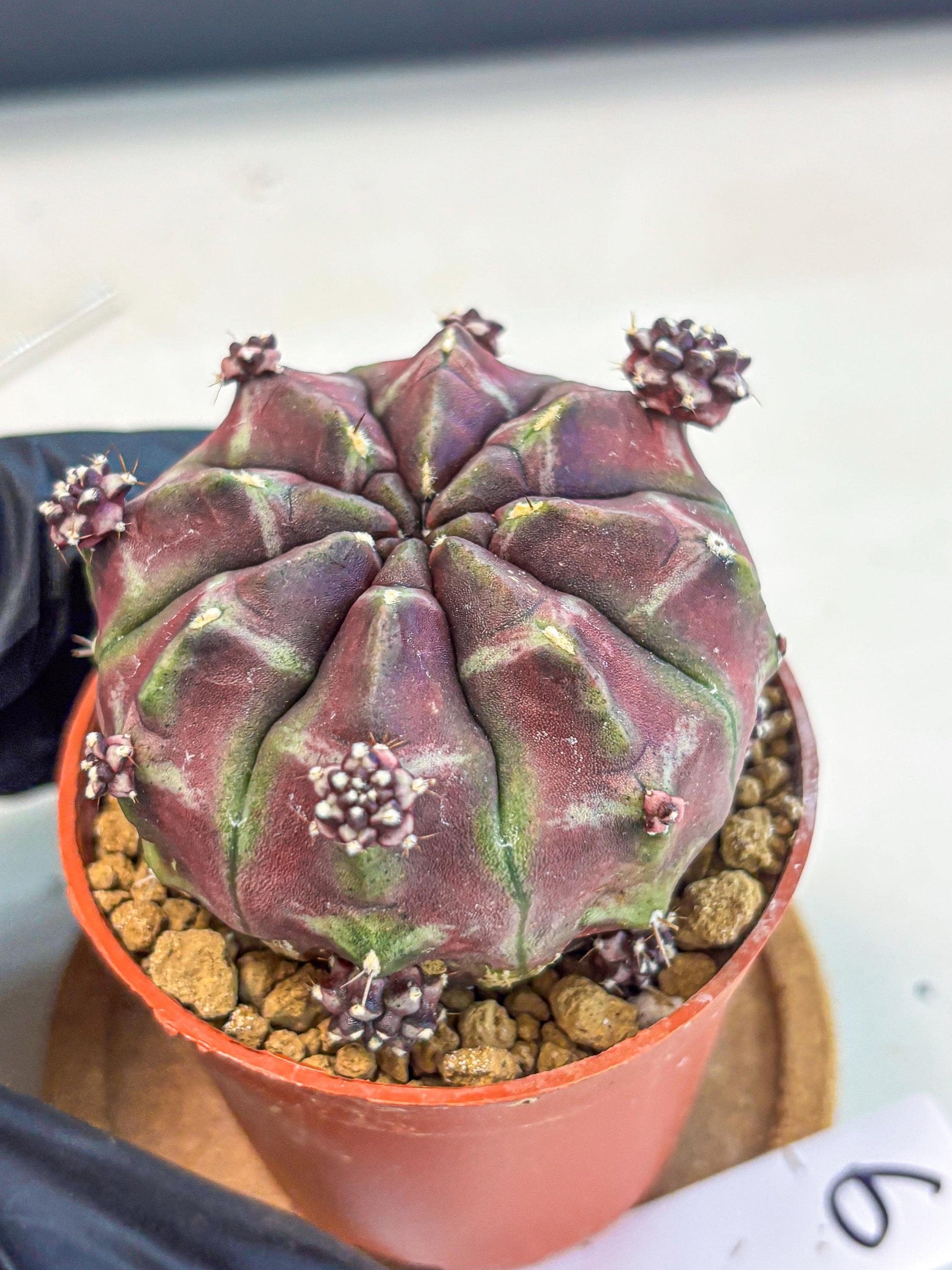 Gymnocalycium Daydream (gy7) (g6) | Rare Hybrids
