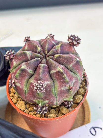 Gymnocalycium Daydream (gy7) (g6) | Rare Hybrids