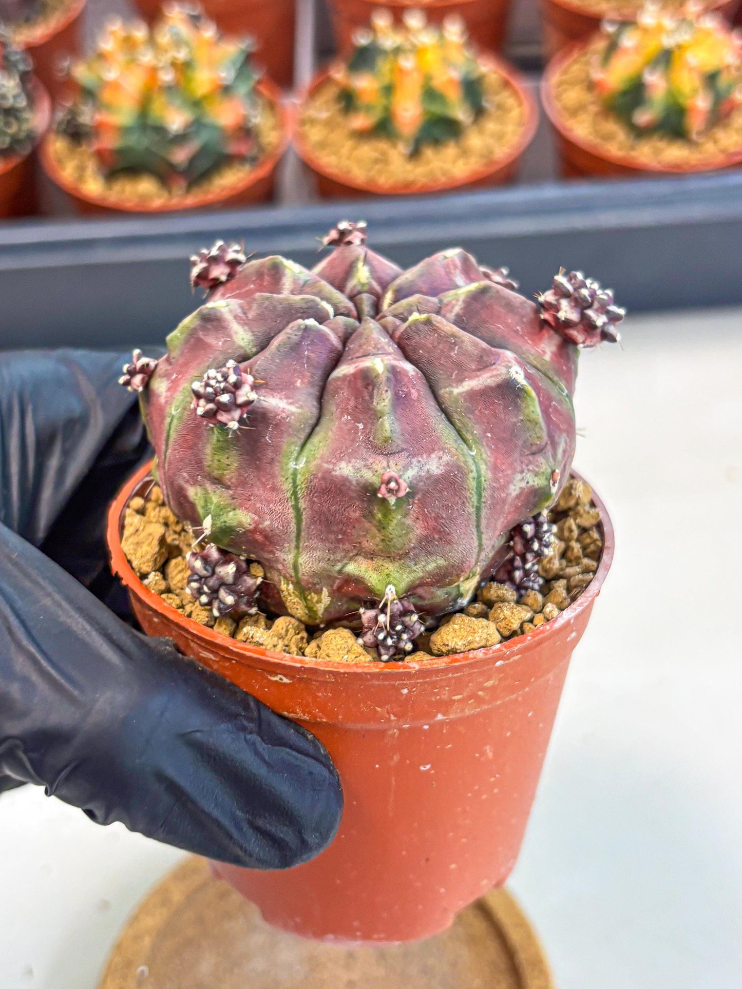 Gymnocalycium Daydream (gy7) (g6) | Rare Hybrids