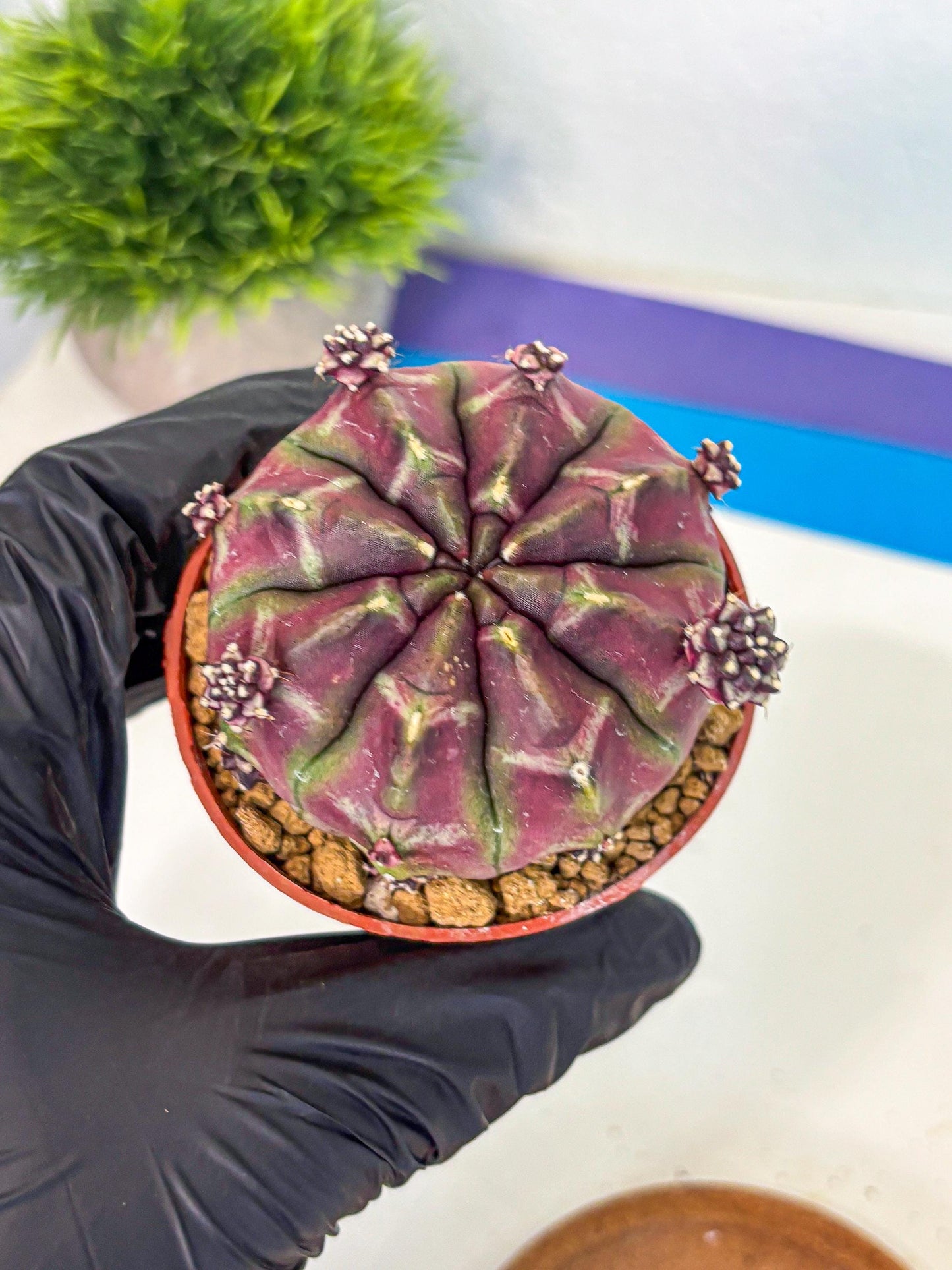 Gymnocalycium Daydream (gy7) (g6) | Rare Hybrids