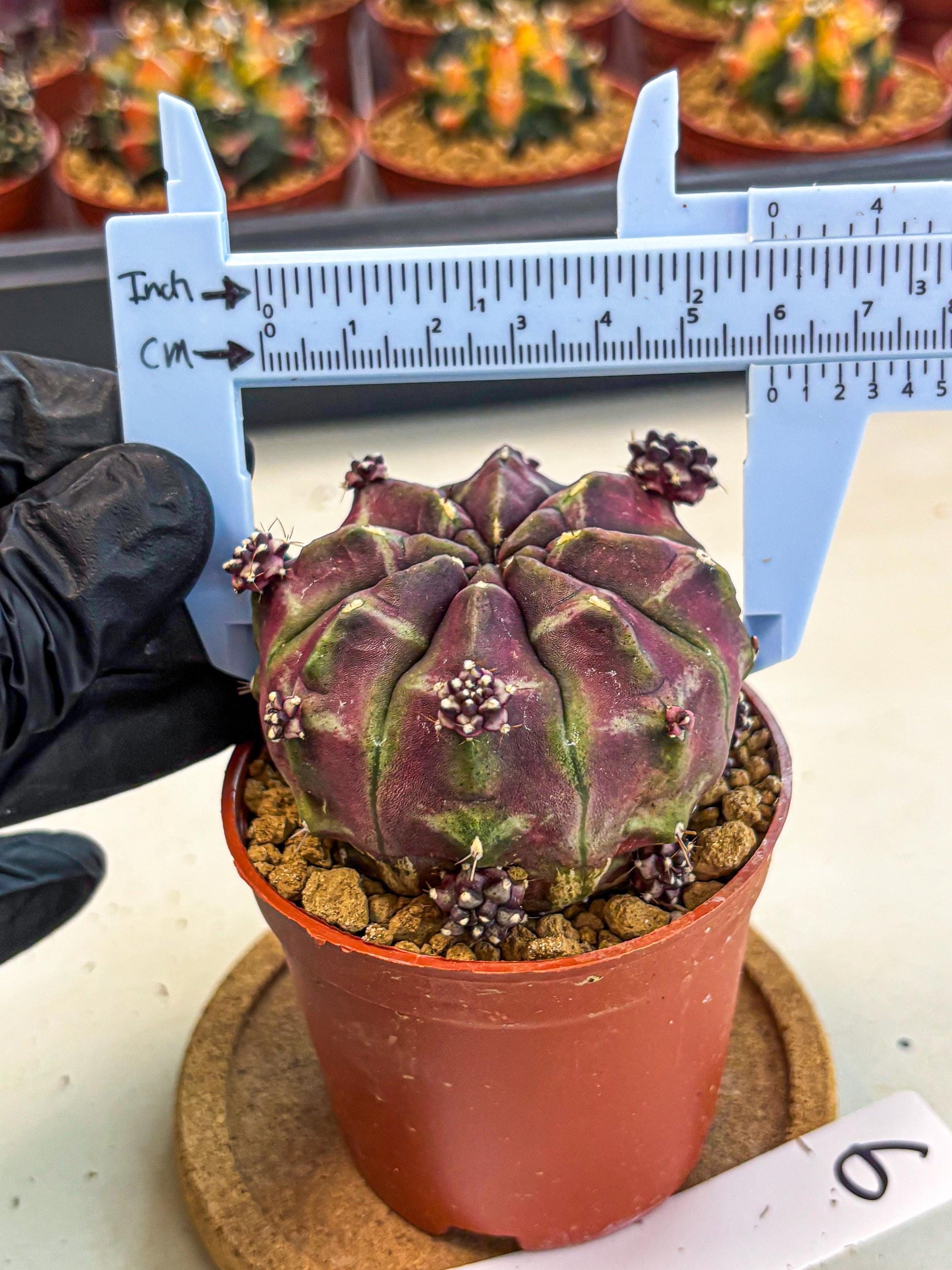 Gymnocalycium Daydream (gy7) (g6) | Rare Hybrids