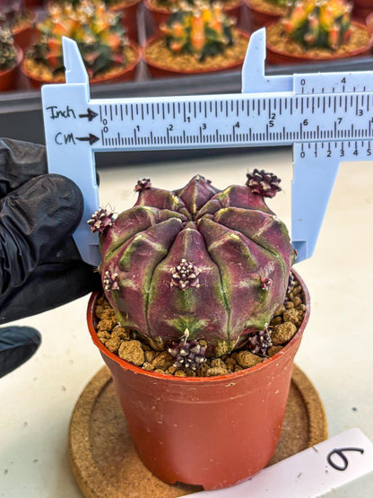 Gymnocalycium Daydream (gy7) (g6) | Rare Hybrids