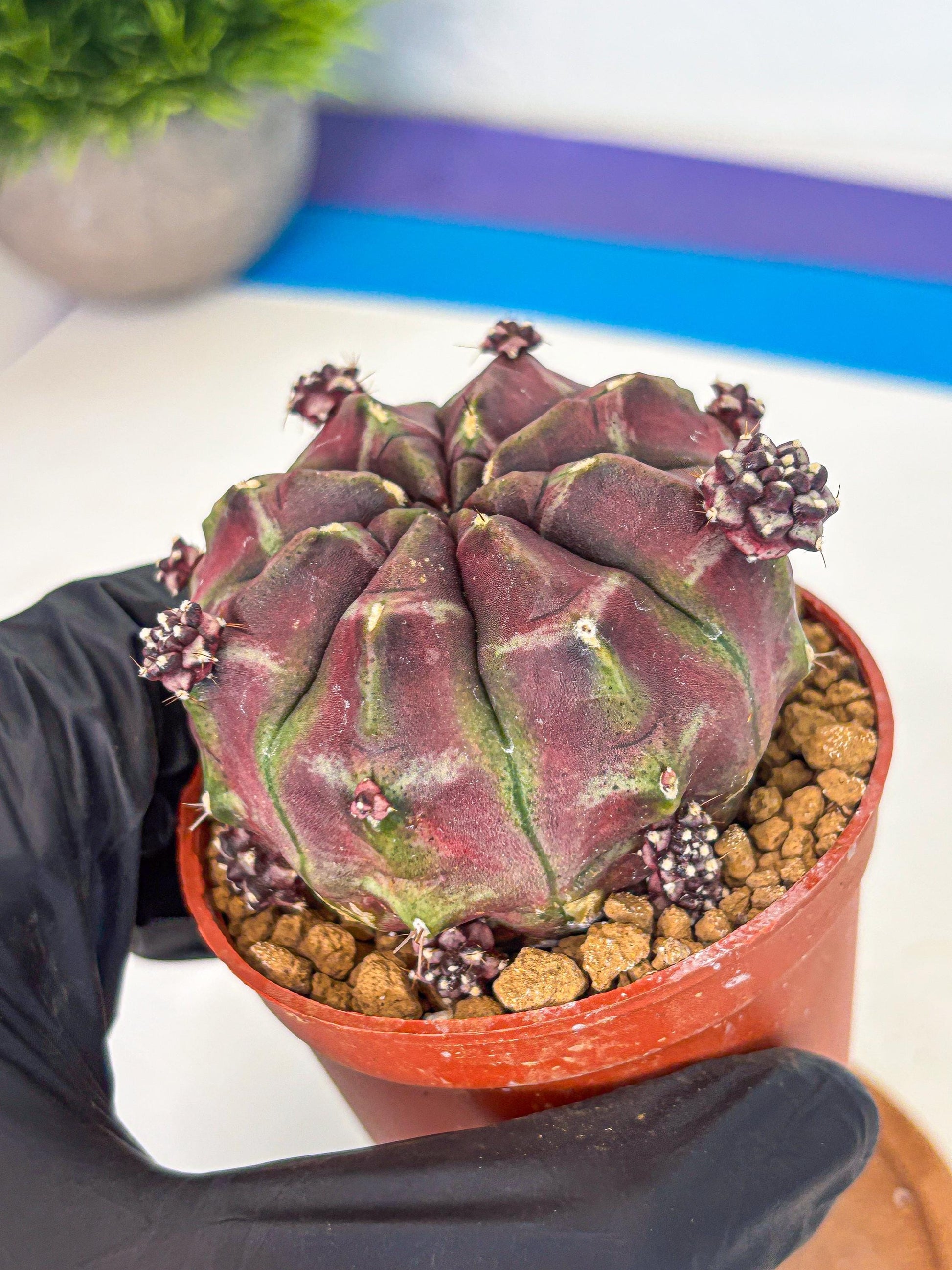 Gymnocalycium Daydream (gy7) (g6) | Rare Hybrids
