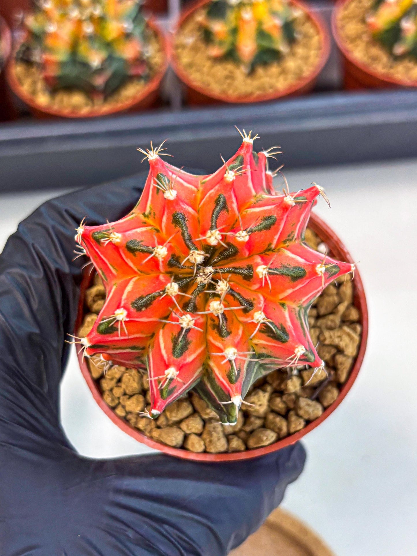 Gymnocalycium Japan Clone (gy7) (g7) | Special Hybrid cactus