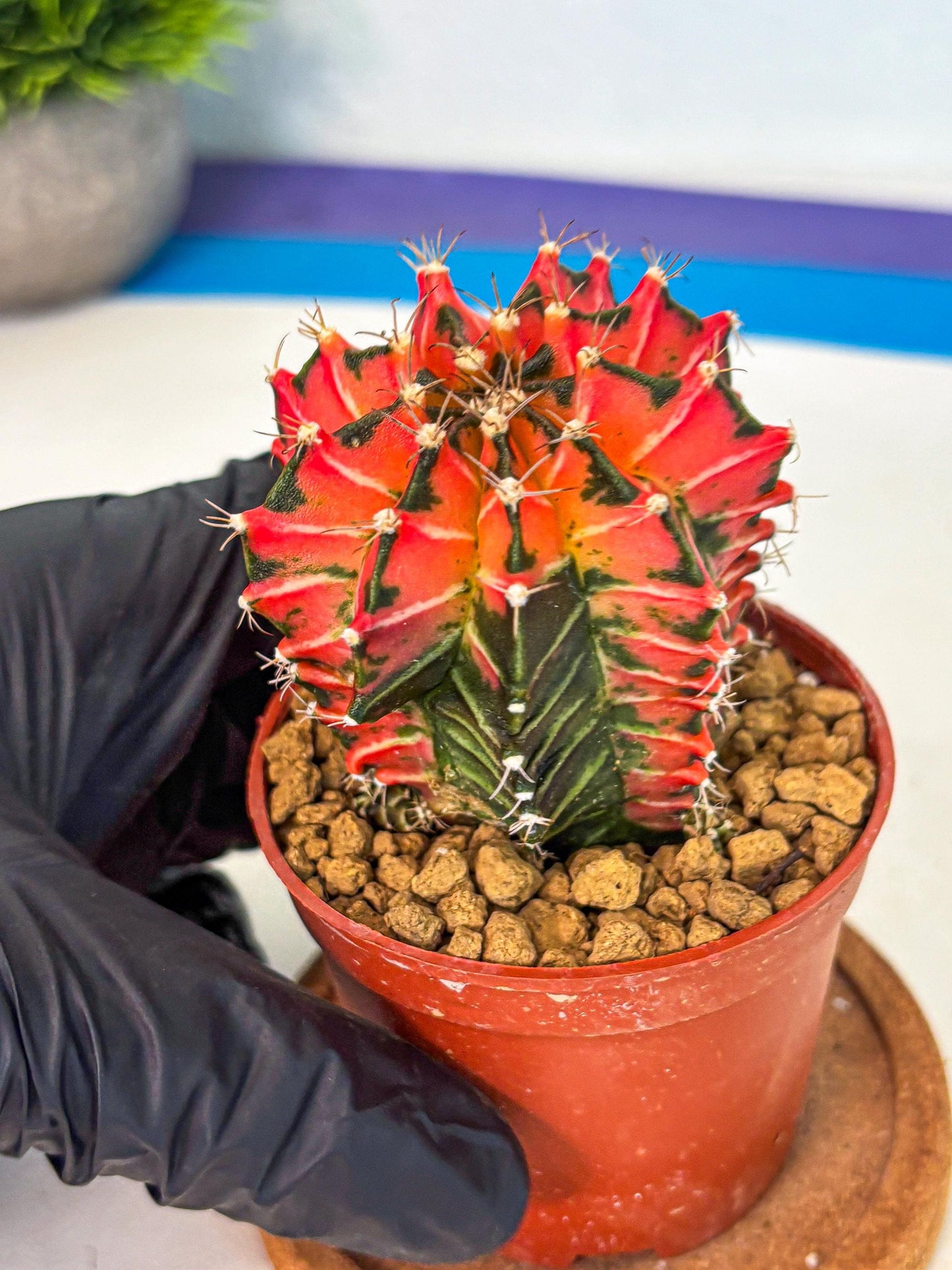 Gymnocalycium Japan Clone (gy7) (g7) | Special Hybrid cactus
