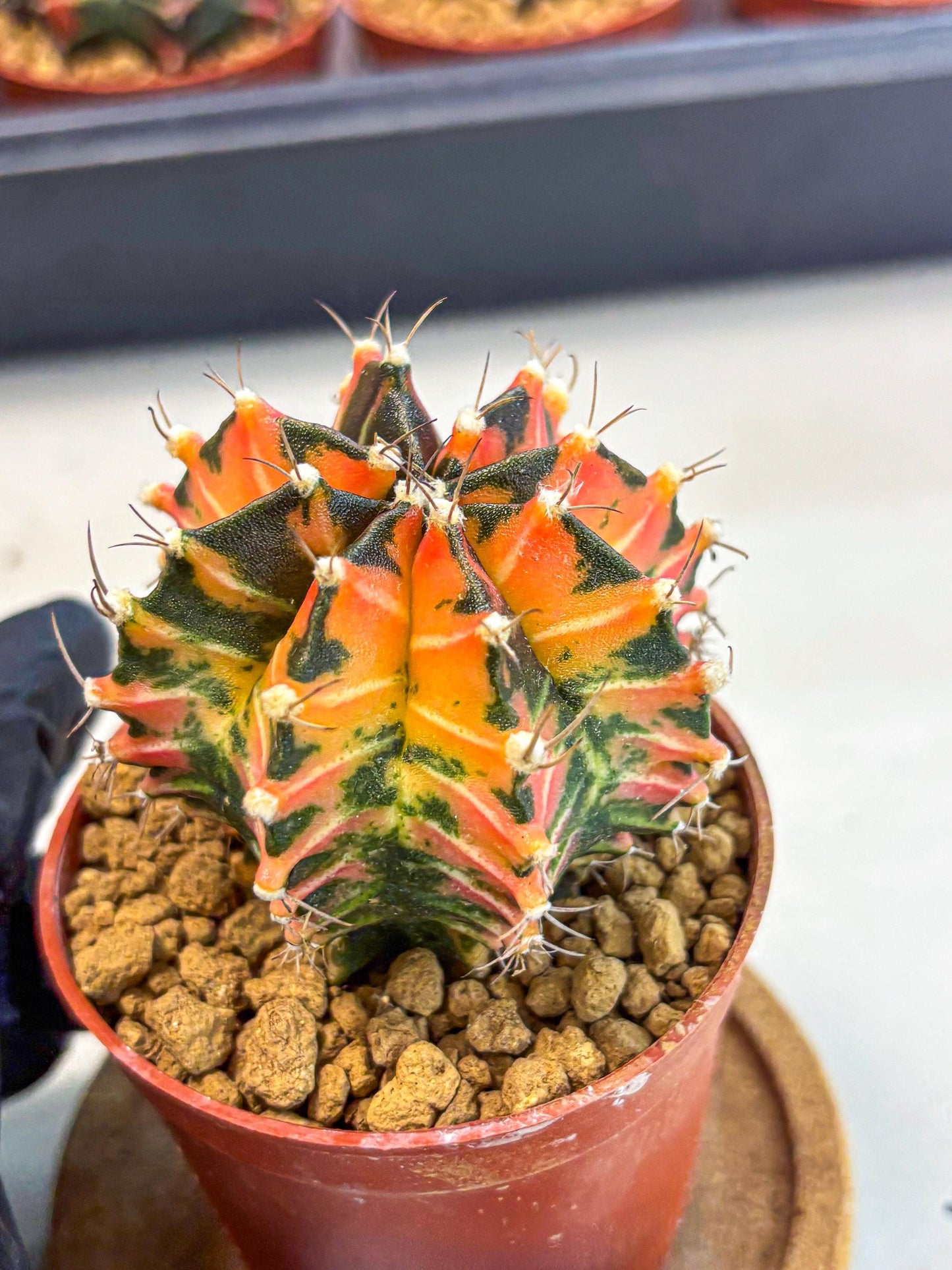 Gymnocalycium Japan Clone (gy7) (b1) | Special Hybrid cactus
