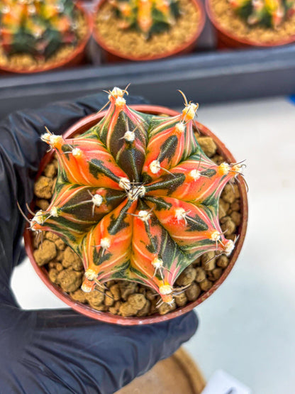 Gymnocalycium Japan Clone (gy7) (b1) | Special Hybrid cactus