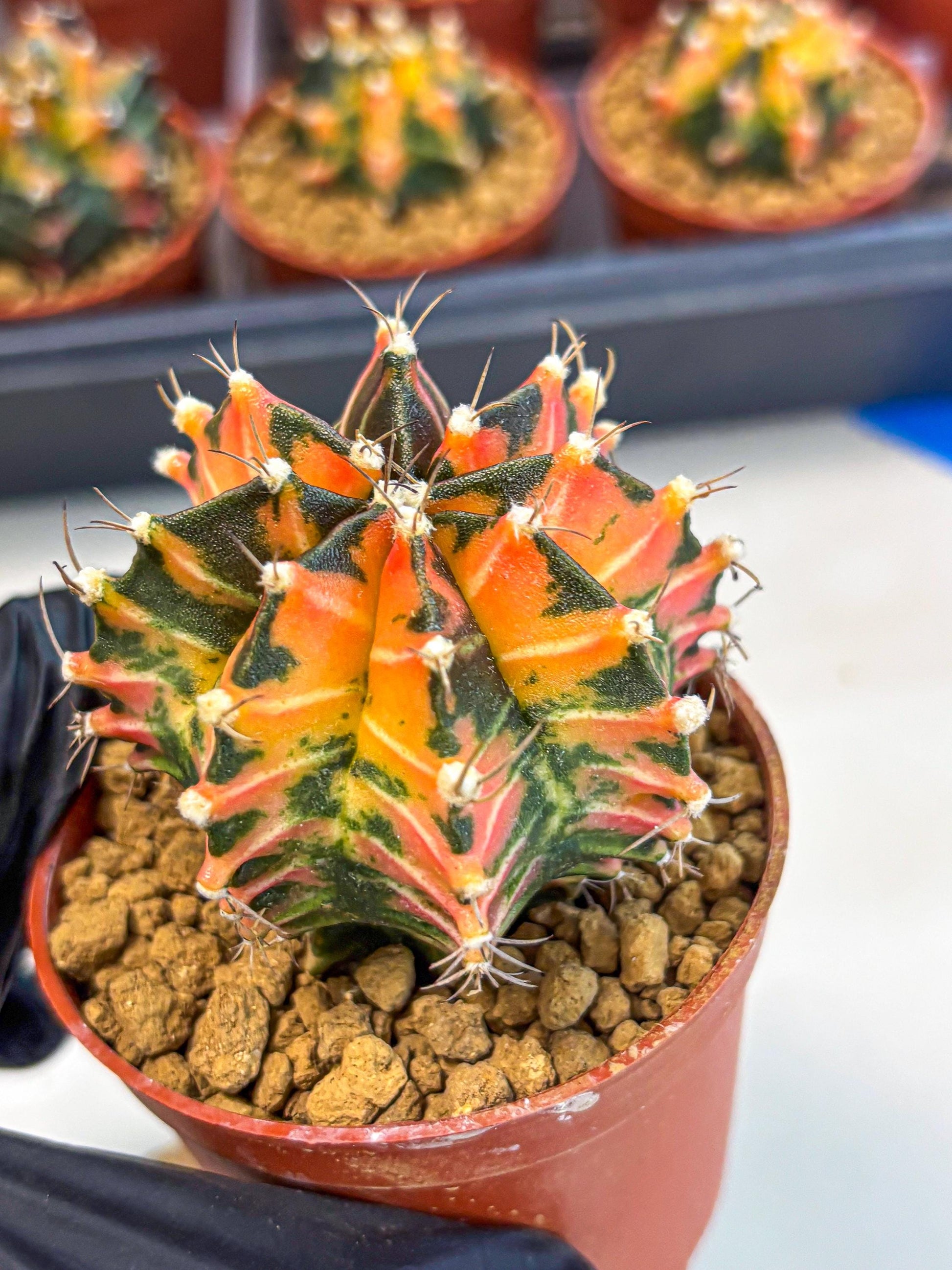 Gymnocalycium Japan Clone (gy7) (b1) | Special Hybrid cactus