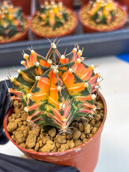 Gymnocalycium Japan Clone (gy7) (b1) | Special Hybrid cactus