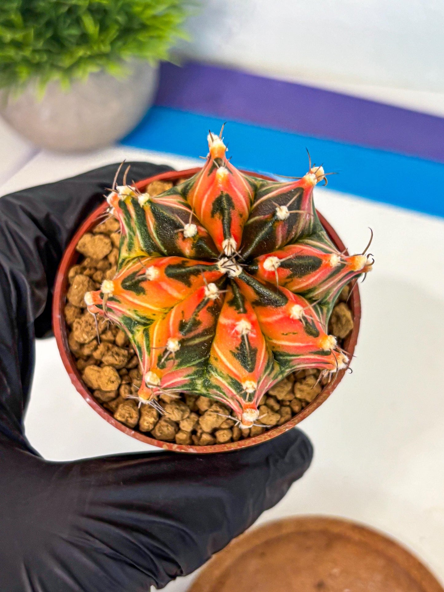 Gymnocalycium Japan Clone (gy7) (b1) | Special Hybrid cactus