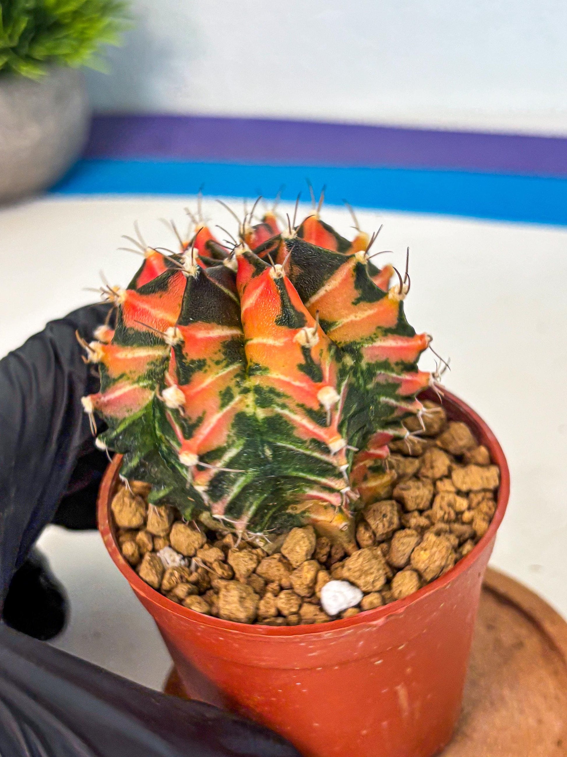Gymnocalycium Japan Clone (gy7) (b1) | Special Hybrid cactus