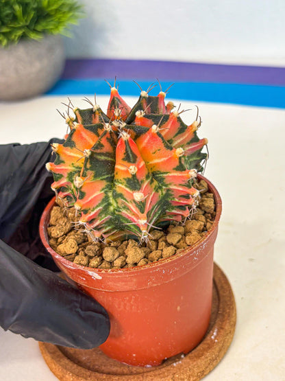 Gymnocalycium Japan Clone (gy7) (b1) | Special Hybrid cactus